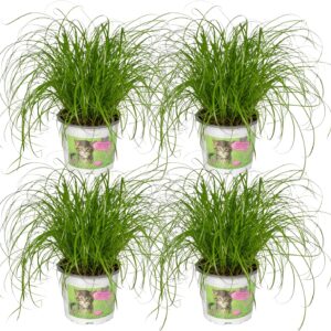 Cyperus alternifolius - Herbe à chat – Lot de 4 plantes de 20 cm